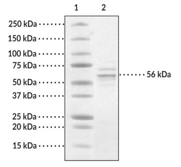 Lane 1: MW Markers<br />Lane 2: HDAC1<br />This protein forms a complex with endogeneous Hsp70 and is co-purified with tubulin. The identity of Hsp 70 and tubulin was confirmed by MALDITOF mass spectrometry.